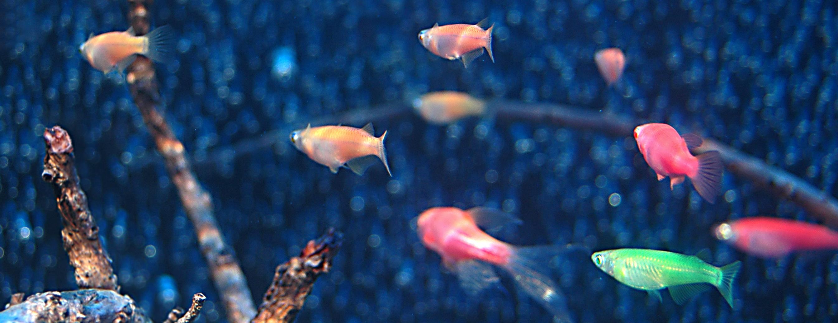 Gentechnisch veränderte fluoreszierende Fische 